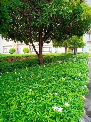 Apartamento One Oasis A2, Shortwalk Sm Mall Free Pool Kitchen