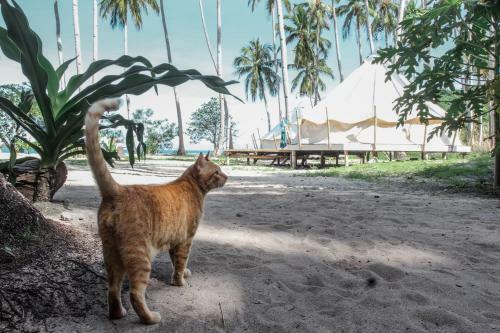 Dryft Darocotan Island