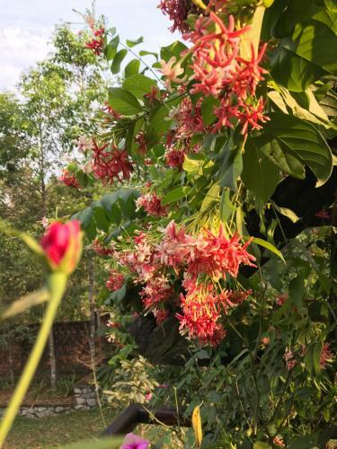 Pinehill Tu Hieu Hue Homestay