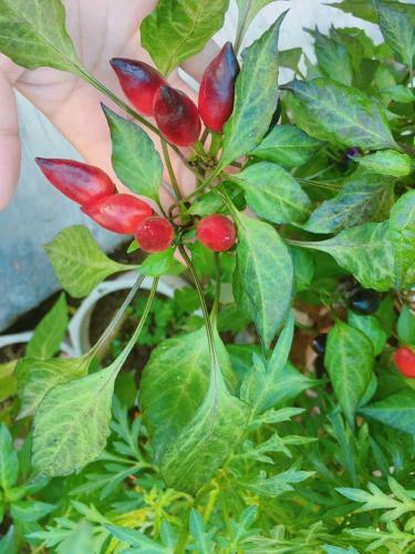 Countryside Garden Homestay