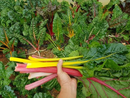 Agroturismo V??n Nh� B�ng