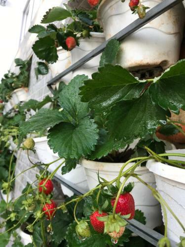 Hotel Greenview Guesthouse Dalat