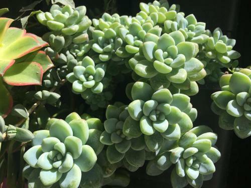 Hostal Selena Dalat Homestay