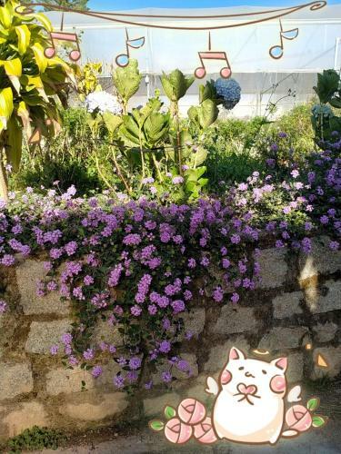 Chocolate Home