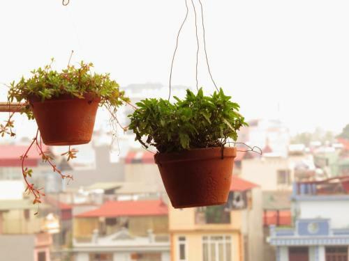 Capsule Hanoi Hostel