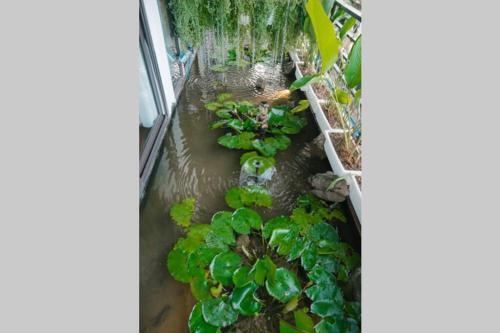 Apartamento Lotushomestayhanoi - Pagoda View 2