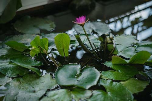 Apartamento Lotushomestayhanoi - Pagoda View 1