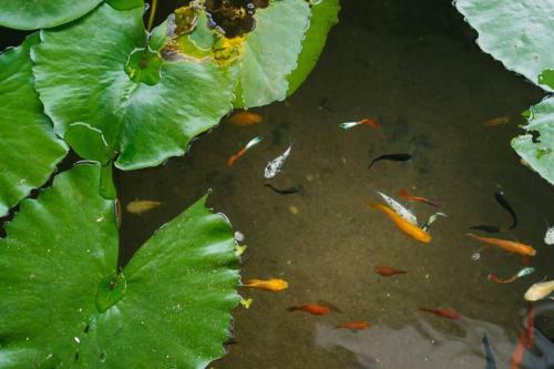 Apartamento Lotushomestayhanoi - Pagoda View 1