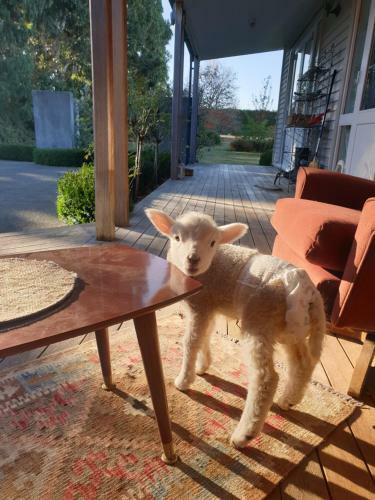 Bed & Breakfast Te Maru Country Stay