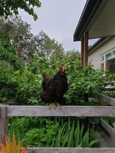 Bed & Breakfast Te Maru Country Stay