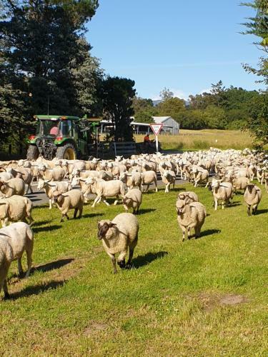 Bed & Breakfast Te Maru Country Stay