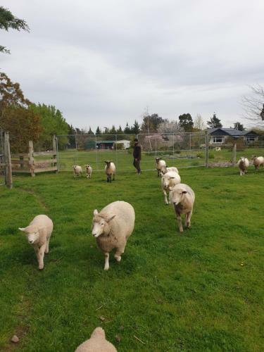 Bed & Breakfast Te Maru Country Stay