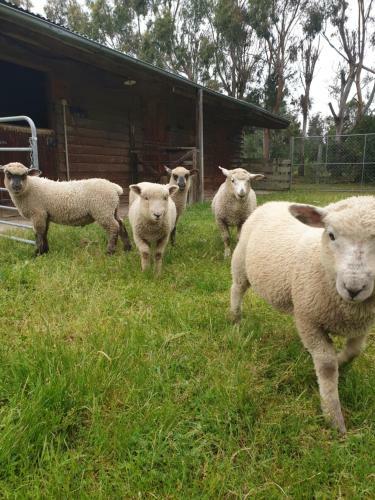 Bed & Breakfast Te Maru Country Stay