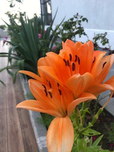 Apartamento Guest House Botanical Paradise