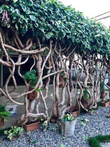 Bed & Breakfast Green Garden