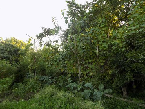 Agrogarden Batumi