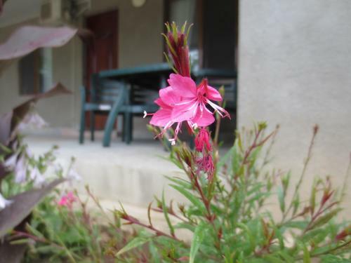 Agrogarden Batumi