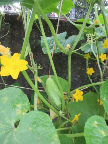 Agrogarden Batumi