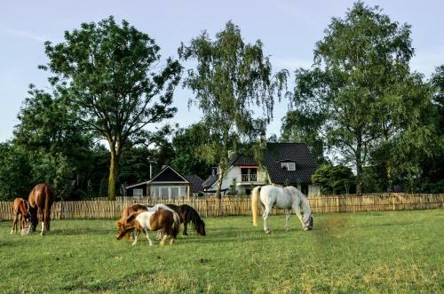 Lodge Bed & Breakfast De Zandhoef