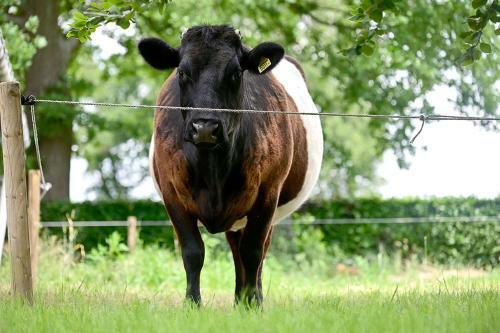 De Lakenvelder B&B Eersel