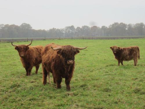 B&B Kleintje Eleveld