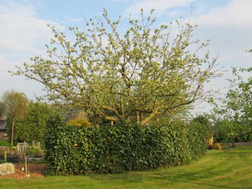 B&B Kleintje Eleveld