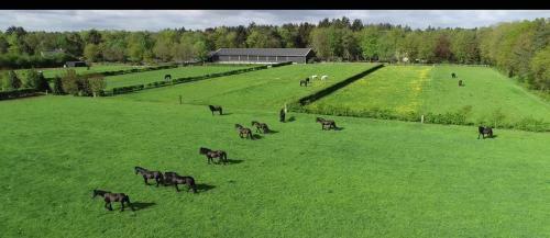 Apartamento Bed En Stal Van Stalhouderij Het Zwarte Paard