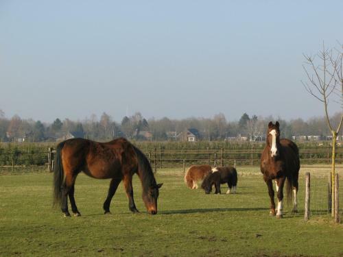 't Zwaluwennest