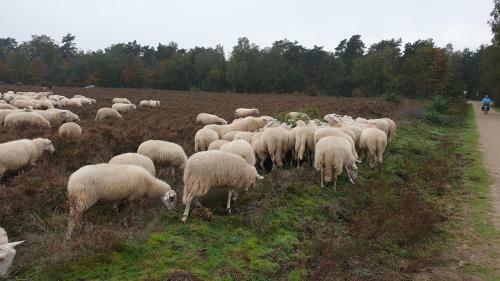 De Kleine Kriemelkuil {het Herdertje}