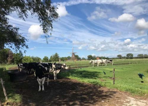 Chalets Op Minicamping Dorpszicht