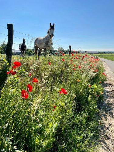 Camping Lagewald Vakantiehuis