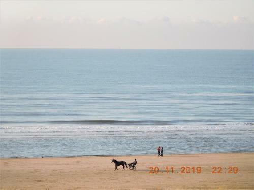 Apartamento Strandhuis