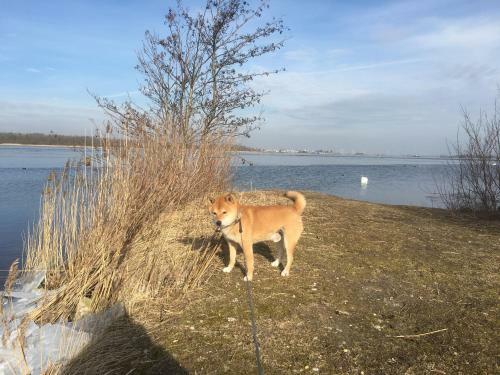 Apartamento B&B Het Vogeltje