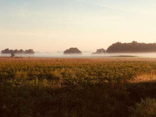 Bed & Breakfast De Distelweide
