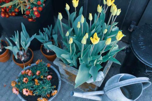Tulpenhuys