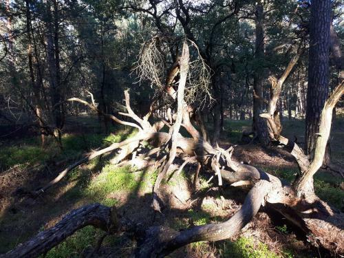 Boshuis Turquoise / Smaakvol Genieten Op de Veluwe