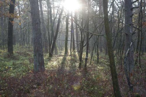 Boshuis Turquoise / Smaakvol Genieten Op de Veluwe