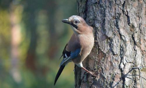 Boshuis Turquoise / Smaakvol Genieten Op de Veluwe