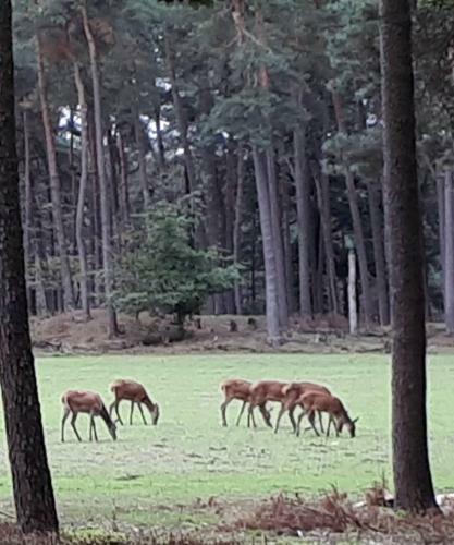 Boshuis Turquoise / Smaakvol Genieten Op de Veluwe