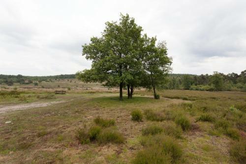Chalet Hoenderloo Beuk