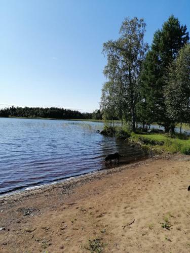 Apartamento L�genhet I Gullsp�ng Med Utsikt �ver Skogen