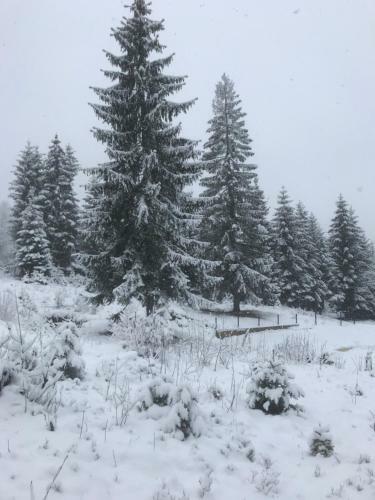Roua Muntelui