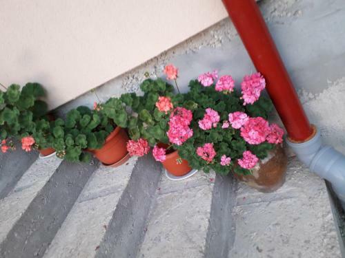 Hostal Casa Cu Muscate
