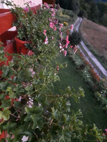 Hostal Casa Cu Muscate