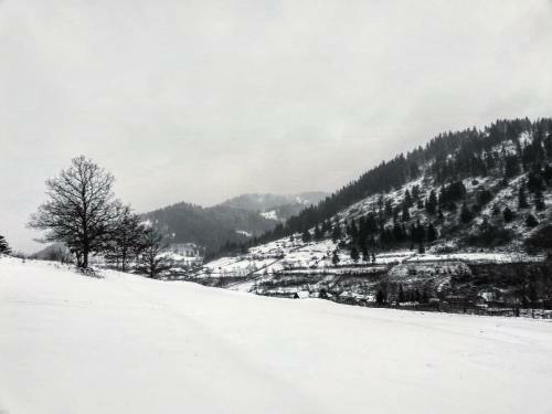 Panoramic Cabin St�nceni