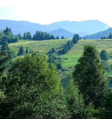 Cabana In Bucovina