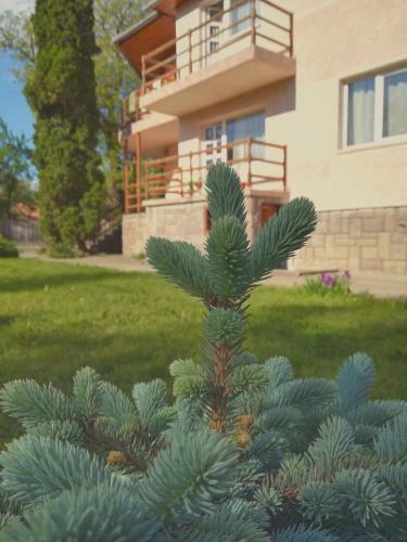 Hostal Pensiunea Apolka Panzi�