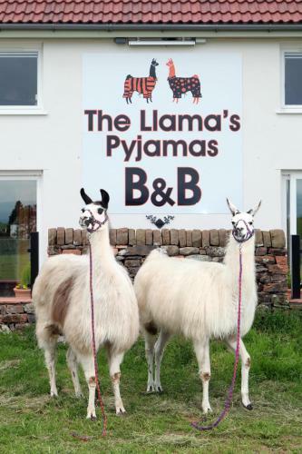 Bed & Breakfast Llamas Pyjamas