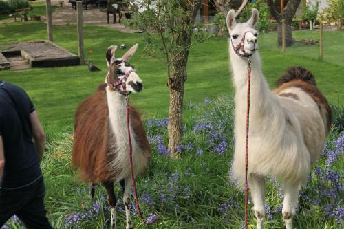 Bed & Breakfast Llamas Pyjamas
