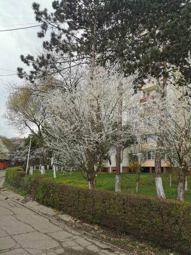 Apartament Maysa